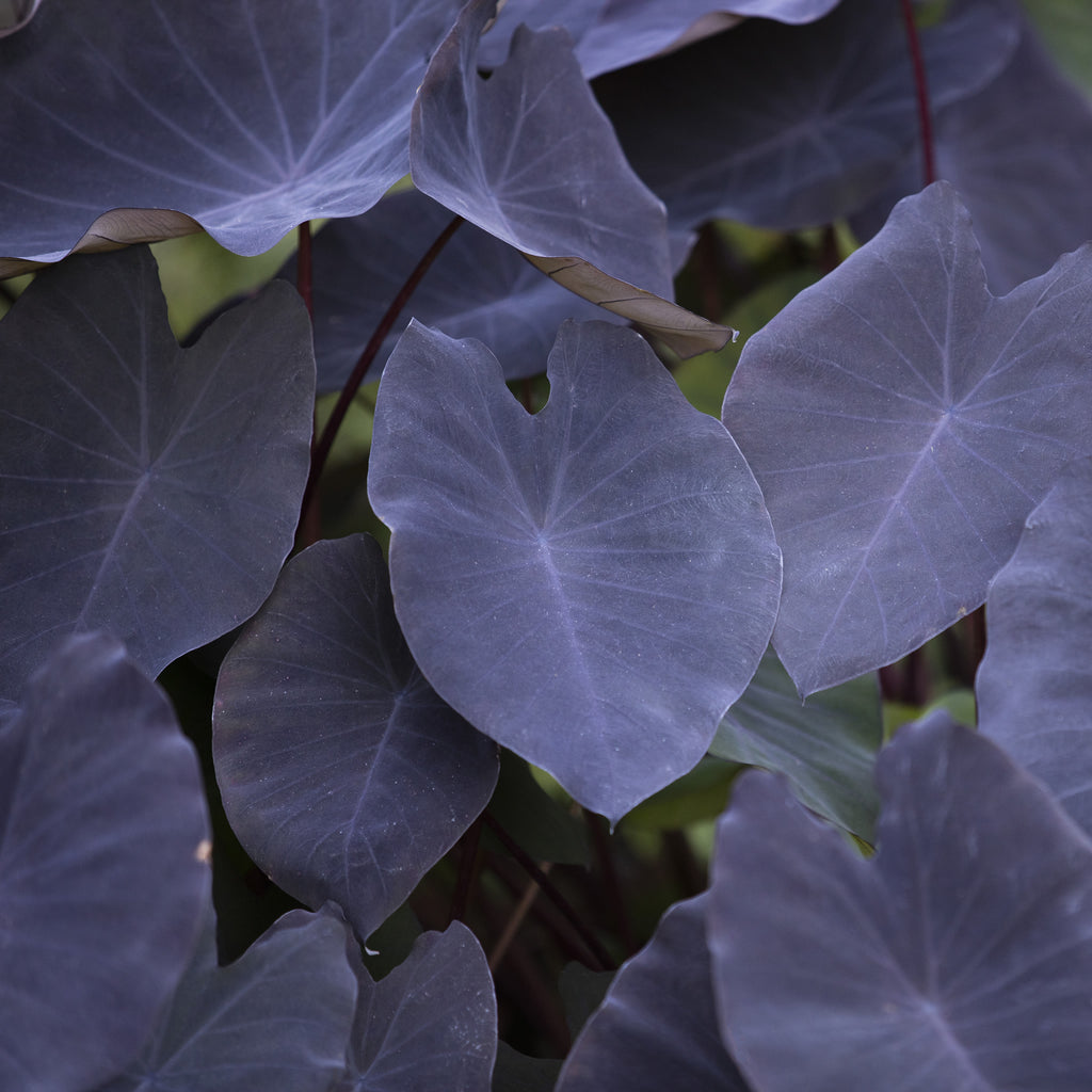 Black Magic Elephant Ear Bulbs