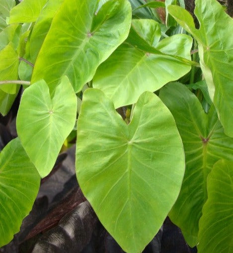 Buy Colocasia Maui Gold