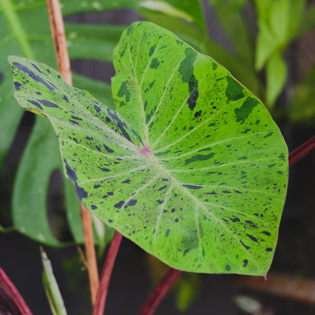 Elephant Ear Bulbs Colocasia Esculenta Mojito®