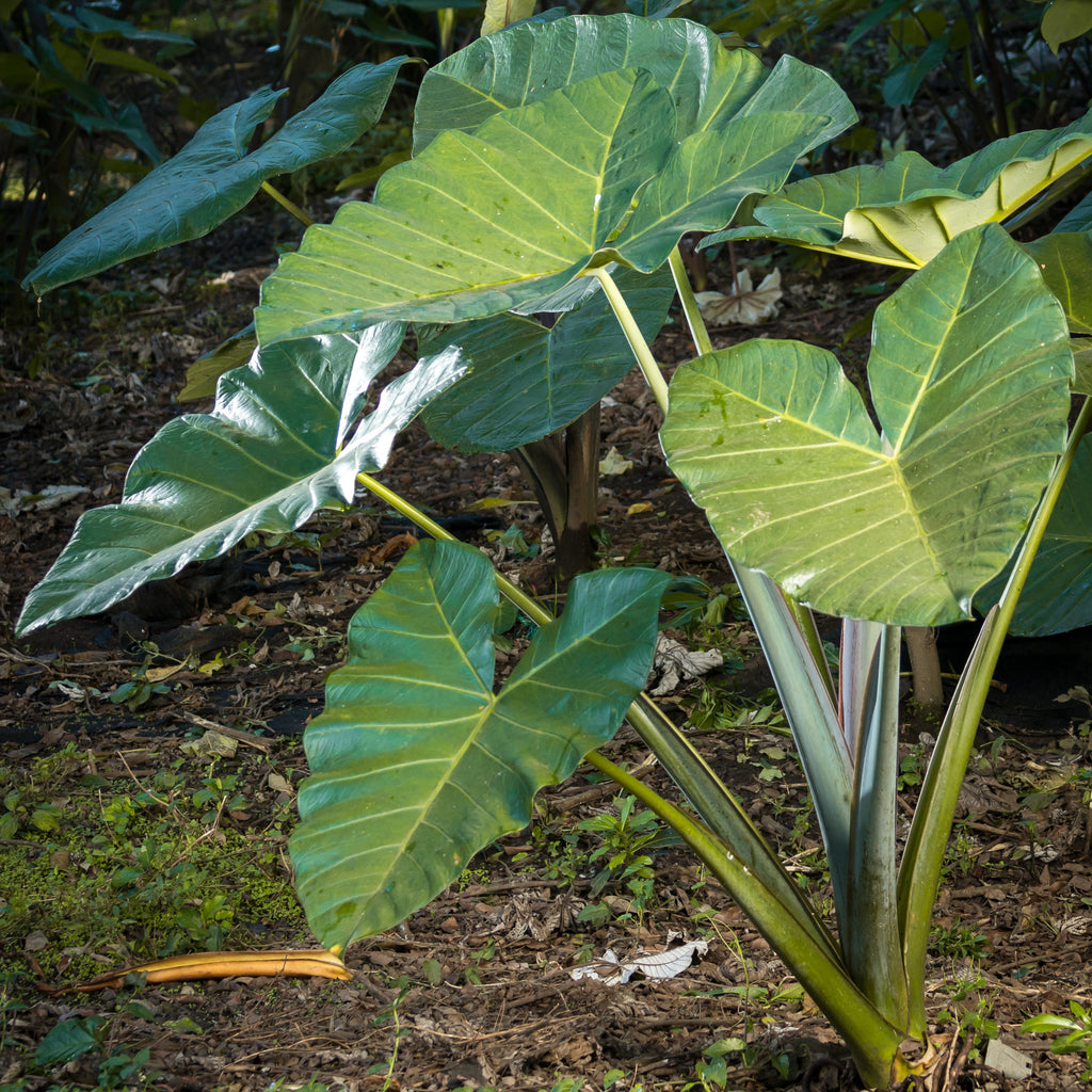 Order Elephant Ear Bulbs Colocasia Cintho® Coco For Next Spring-Summer