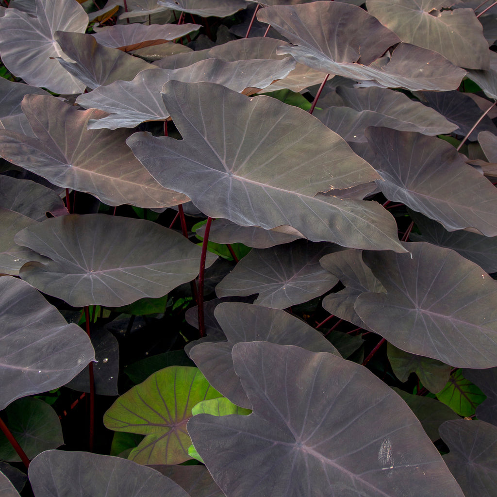 Colocasia Esculenta Black Magic Elephant Ear Bulbs