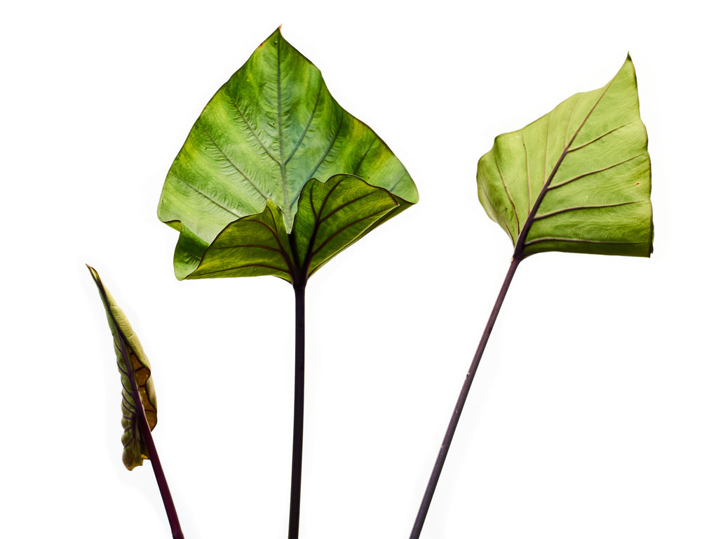 Tea Cup Elephant Ear Bulbs